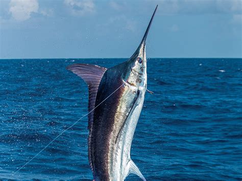marlin fishing|Marlin fishing .